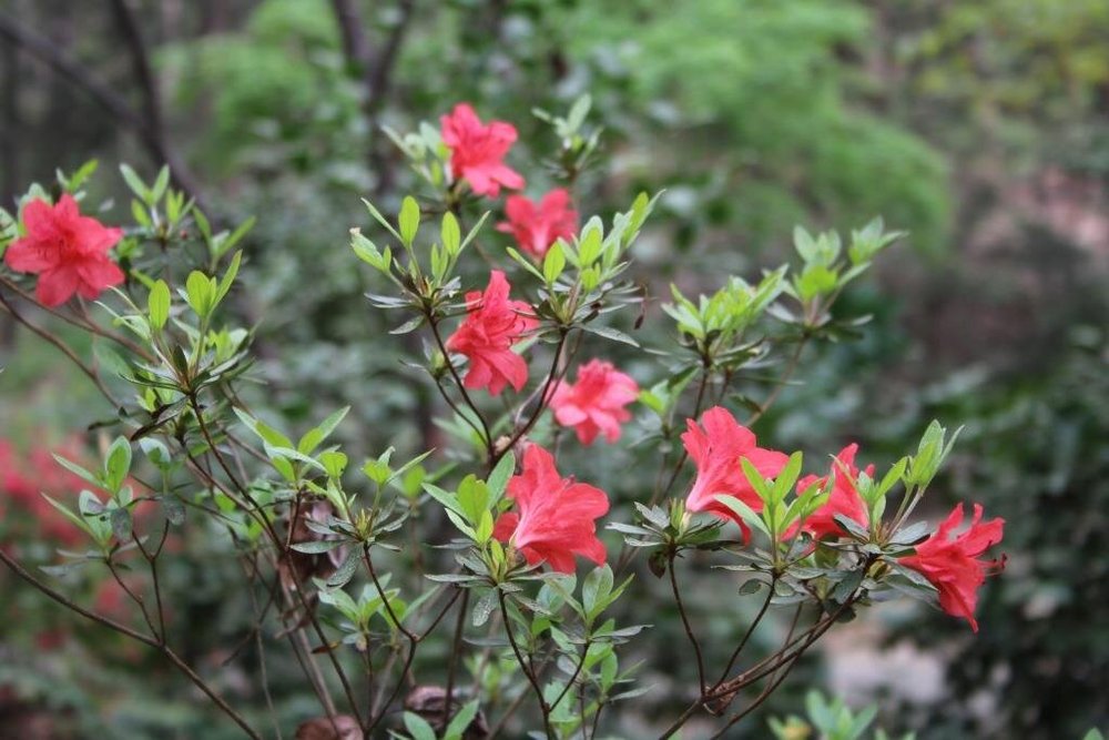 Rasputin ishtirokidagi toliq metrajli porno filmlar